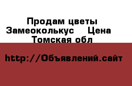 Продам цветы ”Замеоколькус” › Цена ­ 2 000 - Томская обл.  »    